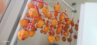 접시꽃님의 감 · 자유게시판 작성글 사진