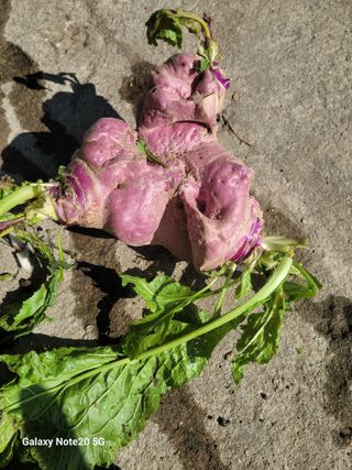 강화댁님의 농사, 무엇이든 물어보세요! · 참여글 작성글 사진