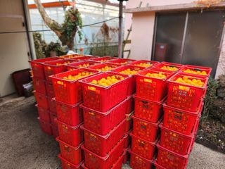 김형철님의 12월 내 작물 자랑하기 · 참여글 작성글 사진