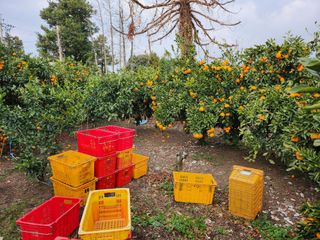 김형철님의 12월 내 작물 자랑하기 · 참여글 작성글 사진