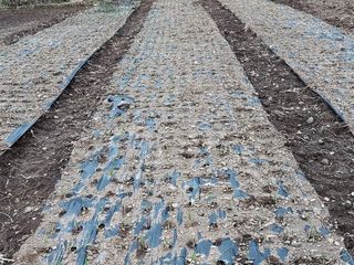 상추21806님의 마늘 · 영농일지 작성글 사진