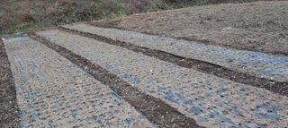 상추21806님의 마늘 · 영농일지 작성글 사진