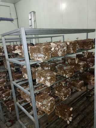 시금치6781님의 12월 내 작물 자랑하기 · 참여글 작성글 사진