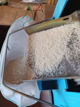 이연화님의 벼 · 자유게시판 작성글 사진