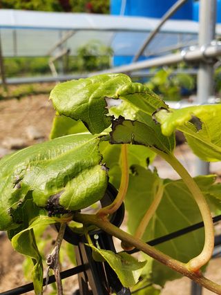 한관호님의 기타작물 · 병해충상담 작성글 사진