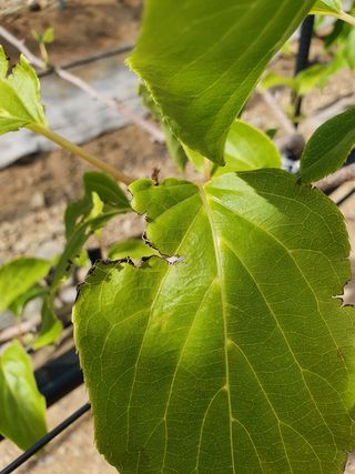 한관호님의 기타작물 · 병해충상담 작성글 사진
