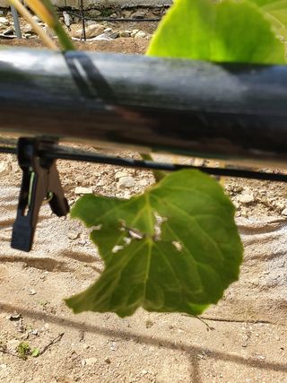 한관호님의 기타작물 · 병해충상담 작성글 사진