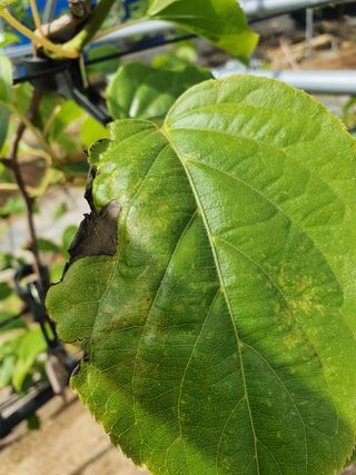 한관호님의 기타작물 · 병해충상담 작성글 사진