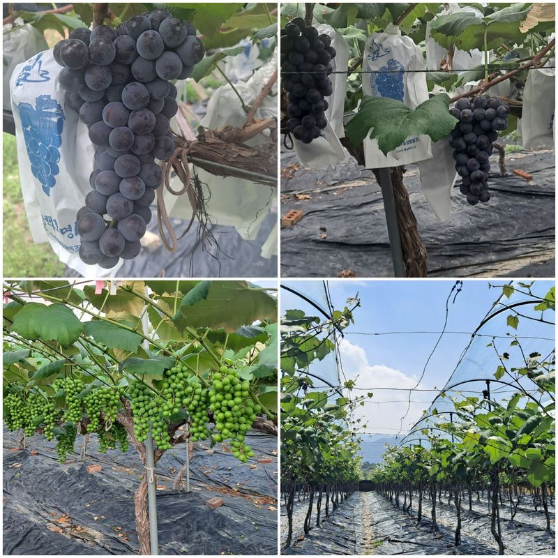 우리들농원님의 장터 판매 상품 [포도즙120ml 50봉] 첨부 사진