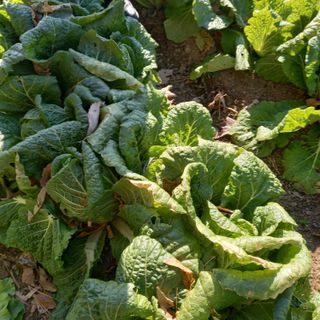 최정미여사님의 내 농사 경력 자랑하기 · 참여 작성글 사진