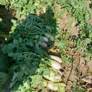 최정미여사님의 내 농사 경력 자랑하기 · 참여 작성글 사진