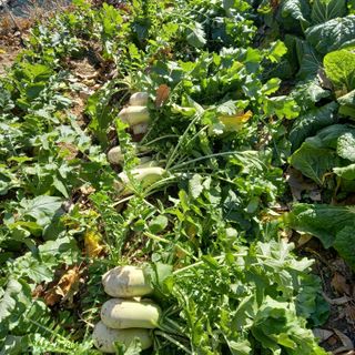 최정미여사님의 내 농사 경력 자랑하기 · 참여 작성글 사진