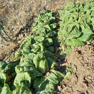 최정미여사님의 내 농사 경력 자랑하기 · 참여 작성글 사진