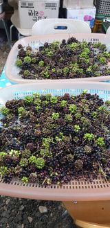 팜모닝 12월 내 작물 자랑하기·참여글 게시글 이미지