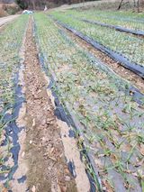 팜모닝 12월 내 작물 자랑하기·참여글 게시글 이미지