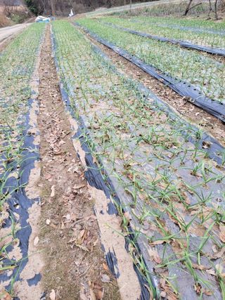 실버농부님의 12월 내 작물 자랑하기 · 참여글 작성글 사진