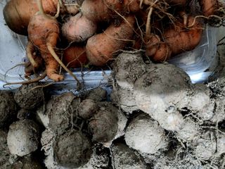 together님의 12월 내 작물 자랑하기 · 참여글 작성글 사진