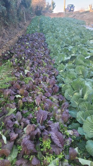 박정석님의 12월 내 작물 자랑하기 · 참여글 작성글 사진