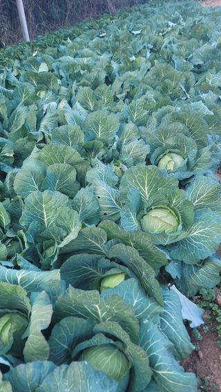 박정석님의 12월 내 작물 자랑하기 · 참여글 작성글 사진