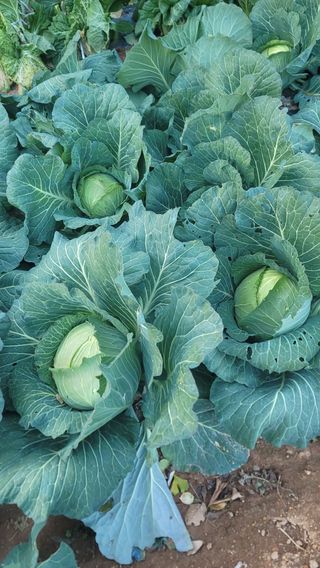 박정석님의 12월 내 작물 자랑하기 · 참여글 작성글 사진