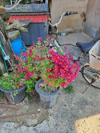 농촌사랑님의 자유주제 · 자유게시판 작성글 사진