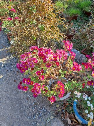 농촌사랑님의 자유주제 · 자유게시판 작성글 사진