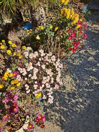 농촌사랑님의 자유주제 · 자유게시판 작성글 사진