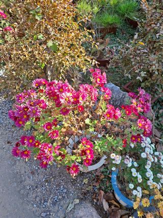 농촌사랑님의 자유주제 · 자유게시판 작성글 사진