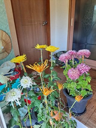 농촌사랑님의 자유주제 · 자유게시판 작성글 사진