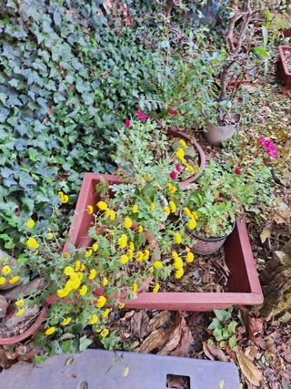 농촌사랑님의 자유주제 · 자유게시판 작성글 사진