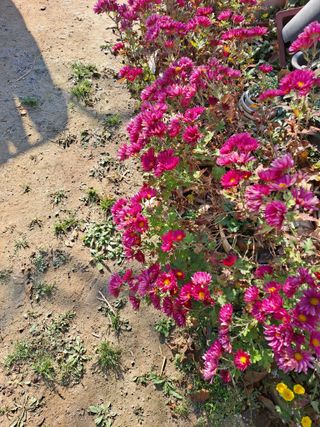 농촌사랑님의 자유주제 · 자유게시판 작성글 사진