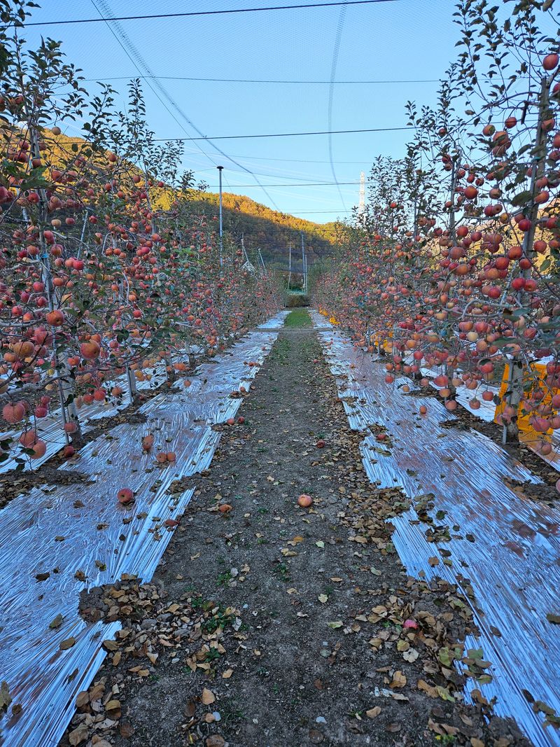 김정옥님의 장터 판매 상품 [100%사과즙] 첨부 사진