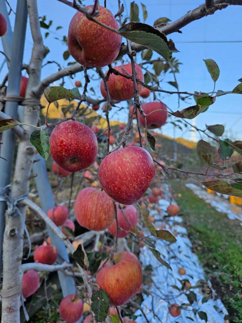 장터 상품 [100%사과즙] 썸네일