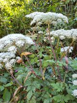 팜모닝 자유주제·자유게시판 게시글 이미지