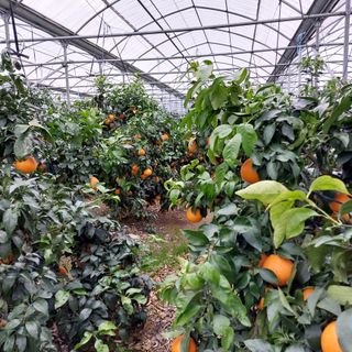 성민감귤농원님의 12월 내 작물 자랑하기 · 참여글 작성글 사진