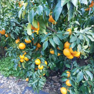 성민감귤농원님의 12월 내 작물 자랑하기 · 참여글 작성글 사진