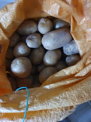 구성휘님의 감자 · 자유게시판 작성글 사진