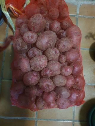 구성휘님의 감자 · 자유게시판 작성글 사진