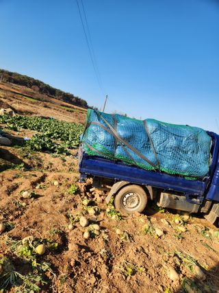 김저팔계님의 배추 · 영농일지 작성글 사진
