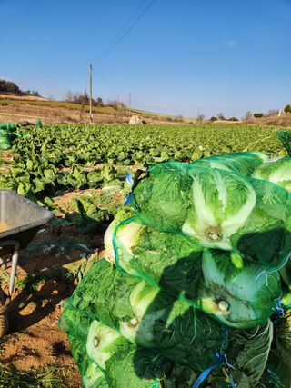 김저팔계님의 배추 · 영농일지 작성글 사진