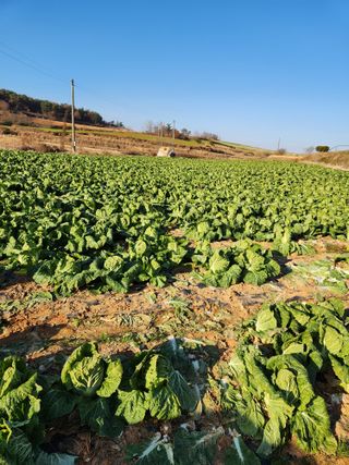 김저팔계님의 배추 · 영농일지 작성글 사진