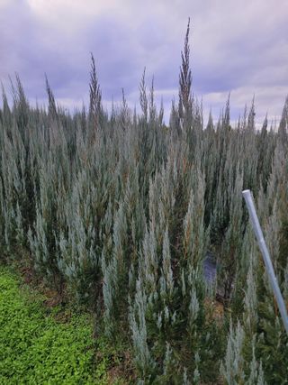 상근농원김덕주님의 12월 내 작물 자랑하기 · 참여글 작성글 사진