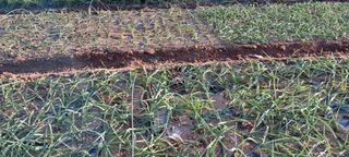 이영미님의 12월 내 작물 자랑하기 · 참여글 작성글 사진