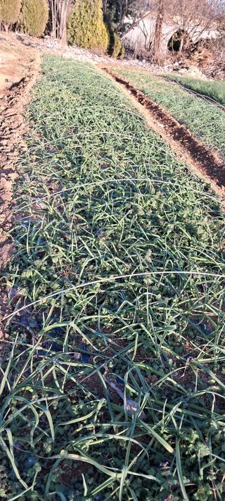 이영미님의 12월 내 작물 자랑하기 · 참여글 작성글 사진