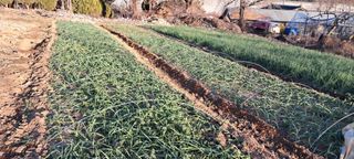 이영미님의 12월 내 작물 자랑하기 · 참여글 작성글 사진