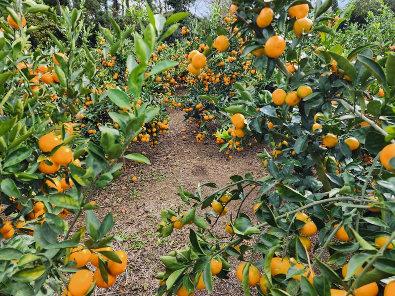 팜모닝회원백현선님의 장터 판매 상품 [스테비아귤10키로] 첨부 사진