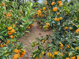 팜모닝회원백현선님의 작성글 사진