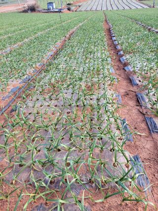 박병만님의 12월 내 작물 자랑하기·참여글 작성글 사진