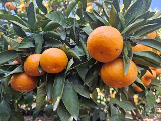 새달귤농장님의 12월 내 작물 자랑하기 · 참여글 작성글 사진