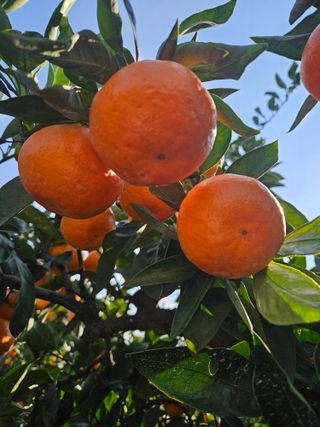 새달귤농장님의 12월 내 작물 자랑하기 · 참여글 작성글 사진